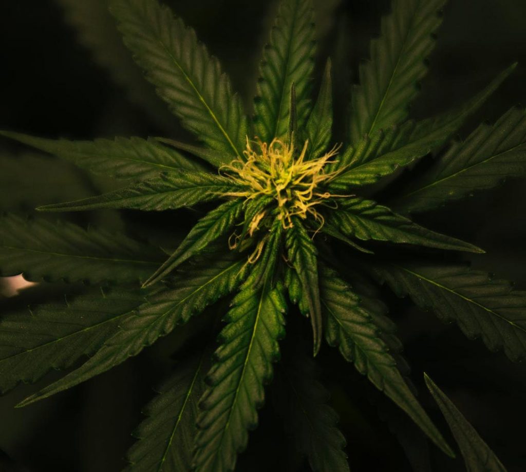 The newest 10 Finest Marijuana Dispensaries within the Vegas